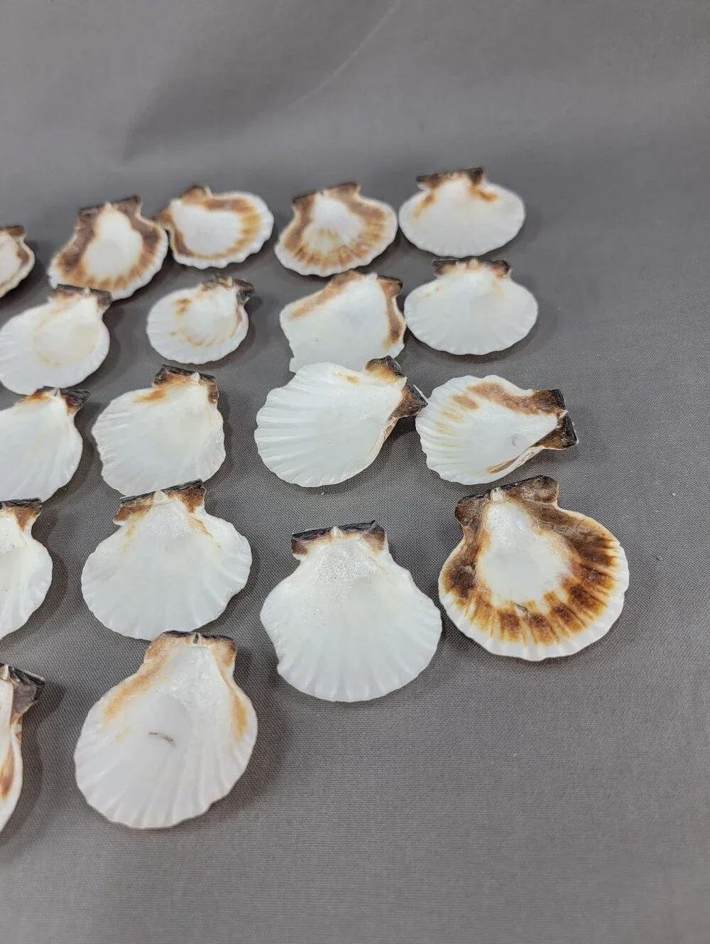 Scallop Shell Seashell Crafts Coastal Beach Decor Miscellaneous Lot